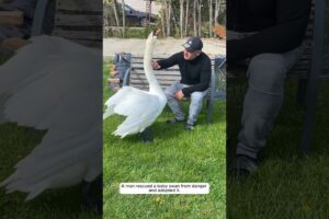 A man rescued a baby swan from danger and adopted it.