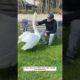 A man rescued a baby swan from danger and adopted it.