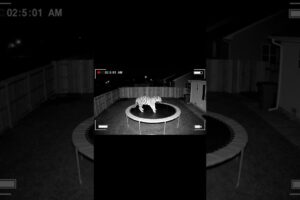 A tiger was caught on CCTV playing on a trampoline #shorts #cctv #ai #animals