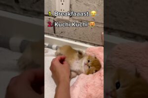 🐶🐱 Adorable Baby ANIMALS Playing Together 😍 #shorts