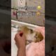 🐶🐱 Adorable Baby ANIMALS Playing Together 😍 #shorts
