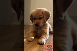 Adorable Golden Retriever & Labrador Puppies | Cutest Puppy Compilation Ever 🐶💛