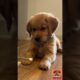 Adorable Golden Retriever & Labrador Puppies | Cutest Puppy Compilation Ever 🐶💛