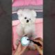 #Adorable Pets #Cute Puppies #A Day in the Life of an Exquisite Puppy #The Joys of Dog - keeping