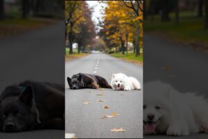 Adorable Puppies Playing On The Road #husky #puppy #cute #pets #funny #dog #viral #shorts