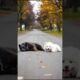 Adorable Puppies Playing On The Road #husky #puppy #cute #pets #funny #dog #viral #shorts