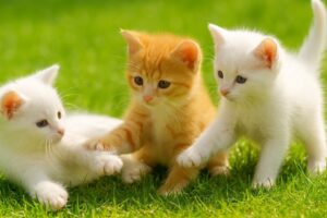 Adorable kitten meows a symphony with farm animals friend, Cute cat video, Kitten playing, Cat sound