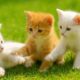 Adorable kitten meows a symphony with farm animals friend, Cute cat video, Kitten playing, Cat sound