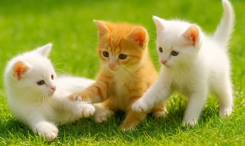 Adorable kitten meows a symphony with farm animals friend, Cute cat video, Kitten playing, Cat sound