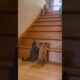 Almost fell down the stairs while crawling to play with my cat and puppy #russia  #shortsfeed