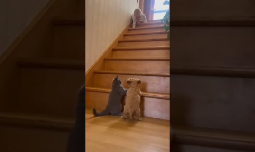 Almost fell down the stairs while crawling to play with my cat and puppy #russia #shortsfeed