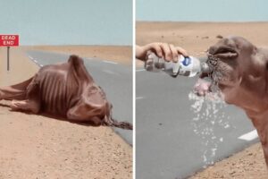 Amazing Animal Rescue Videos That Will Melt Your Heart