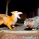 Angry Cats vs Wild Animals