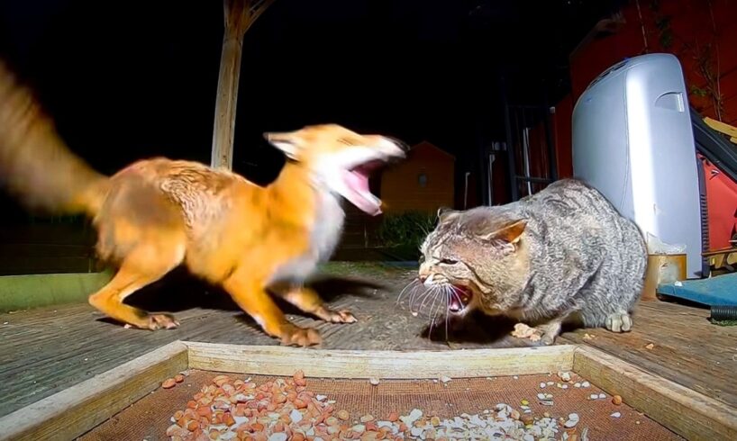 Angry Cats vs Wild Animals