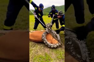 Animal Rescue From Giant Python 🐍