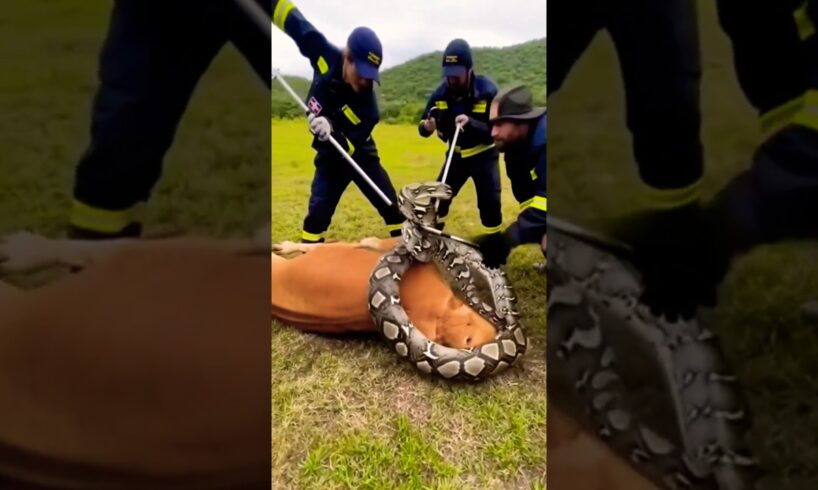 Animal Rescue From Giant Python 🐍