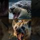Animal fights and comparison #animals #animalfight