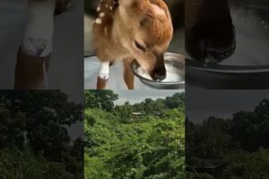 Animal rescue 🤯👀|| #today #viralvideo #trendingvideo #todayviralvideo #shorts