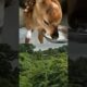 Animal rescue 🤯👀|| #today #viralvideo #trendingvideo #todayviralvideo #shorts