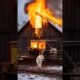 Animals Feel Too: Brave Wolf-Dog Help Cows to Escape #shorts #cow #humanity #rescue