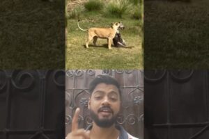 Animals Fights #animal #animals