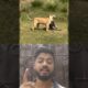 Animals Fights #animal #animals
