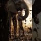 Animals Rescue : Brave Elephant Saves Baby Lion from Mud Trap