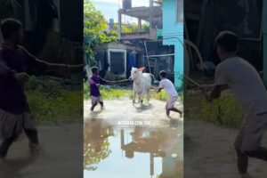 BEAUTIFUL BACHI PLAYING#shorts #trending #viral #youtubeshorts #cow #ytshorts #animals #reels #reel