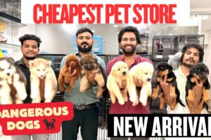 BEST PUPPIES IN HYDERABAD | NEW PUPPIES ARRIVED | GUARDING DOGS 🐕