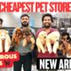 BEST PUPPIES IN HYDERABAD | NEW PUPPIES ARRIVED | GUARDING DOGS 🐕