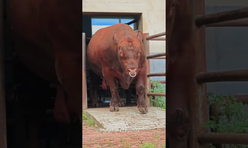 Baby Animals That Grew Into GIANTS!🐶