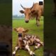 Baby Calf covered in dozens of Scorpions, saved by Rescue team! #humanity #animals #cow #cowvideos