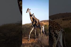 Baby Giraffe Rides on Mom's Back in the Wild #cute #fluffyfriends #giraffe #babyanimals