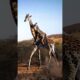Baby Giraffe Rides on Mom's Back in the Wild #cute #fluffyfriends #giraffe #babyanimals