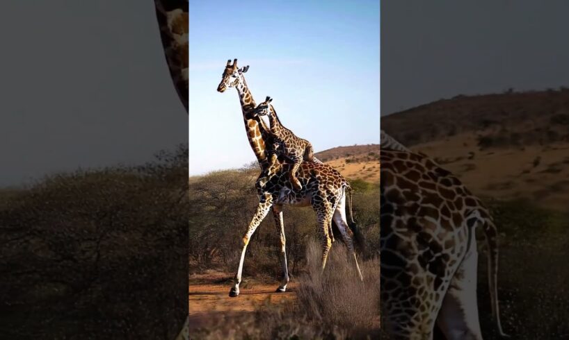 Baby Giraffe Rides on Mom's Back in the Wild #cute #fluffyfriends #giraffe #babyanimals
