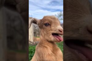 Baby goats 🐐 sound 💓❤️ #goat #animals #sound #viralvideo #viralshorts #viralshort