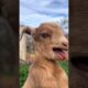 Baby goats 🐐 sound 💓❤️ #goat #animals #sound #viralvideo #viralshorts #viralshort