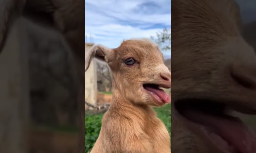 Baby goats 🐐 sound 💓❤️ #goat #animals #sound #viralvideo #viralshorts #viralshort