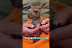 Baby kangaroo rescued #animals #wildliferescue #lovestory #wildlife #cute#kangaroo #rescue