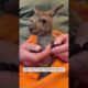 Baby kangaroo rescued #animals #wildliferescue #lovestory #wildlife #cute#kangaroo #rescue