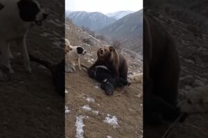 “Bear Attacks Cow — 4 Alabais Fight Back!”