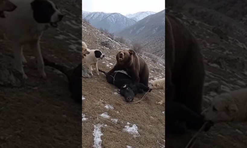 “Bear Attacks Cow — 4 Alabais Fight Back!”