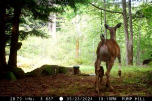 Bear attacks Deer