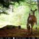 Bear attacks Deer