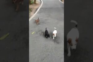 Beautiful and cute puppies #youtubeshorts #shorts #puppy