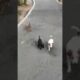 Beautiful and cute puppies #youtubeshorts #shorts #puppy