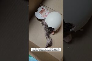 Beautiful ostrich hatching #wildliferescue #animals #ostrich #rescue #lovestory #love #birds  #cute