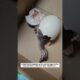 Beautiful ostrich hatching #wildliferescue #animals #ostrich #rescue #lovestory #love #birds  #cute