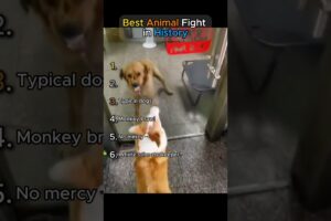 Best Animal Fight in History pt.2