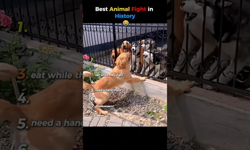 Best Animal Fight in History 😂 (to need see)